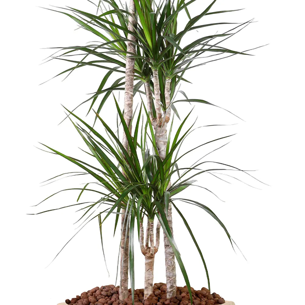 KENTIA IN BEIGE PLANTER