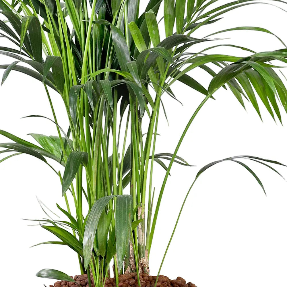 KENTIA IN BEIGE PLANTER