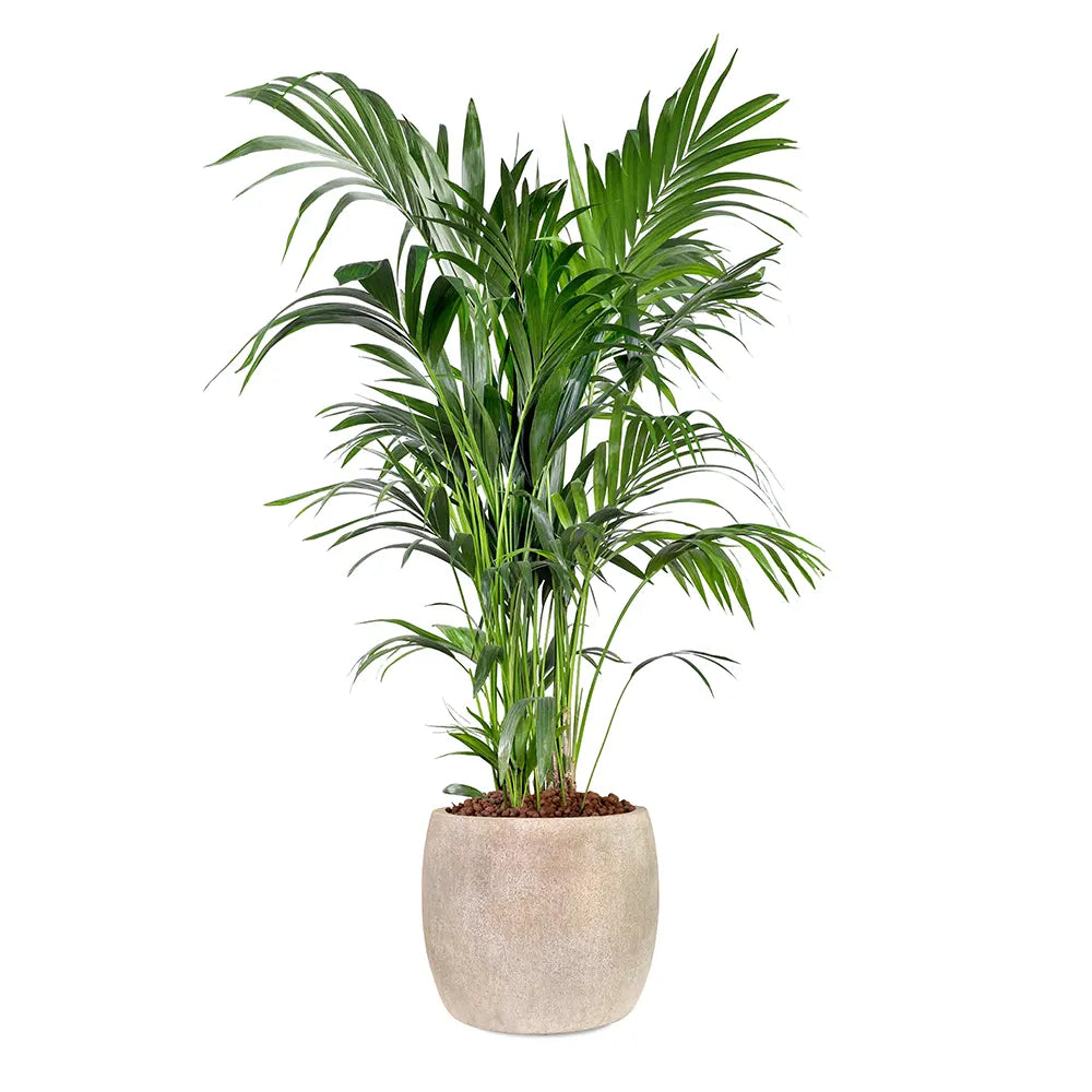 KENTIA IN BEIGE PLANTER