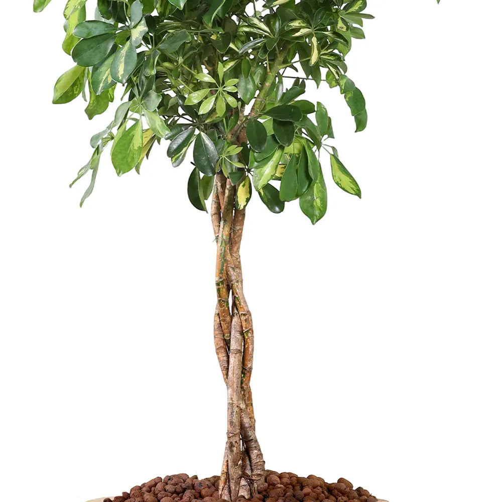 SCHEFFLERA COMPACTA IN BEIGE PLANTER