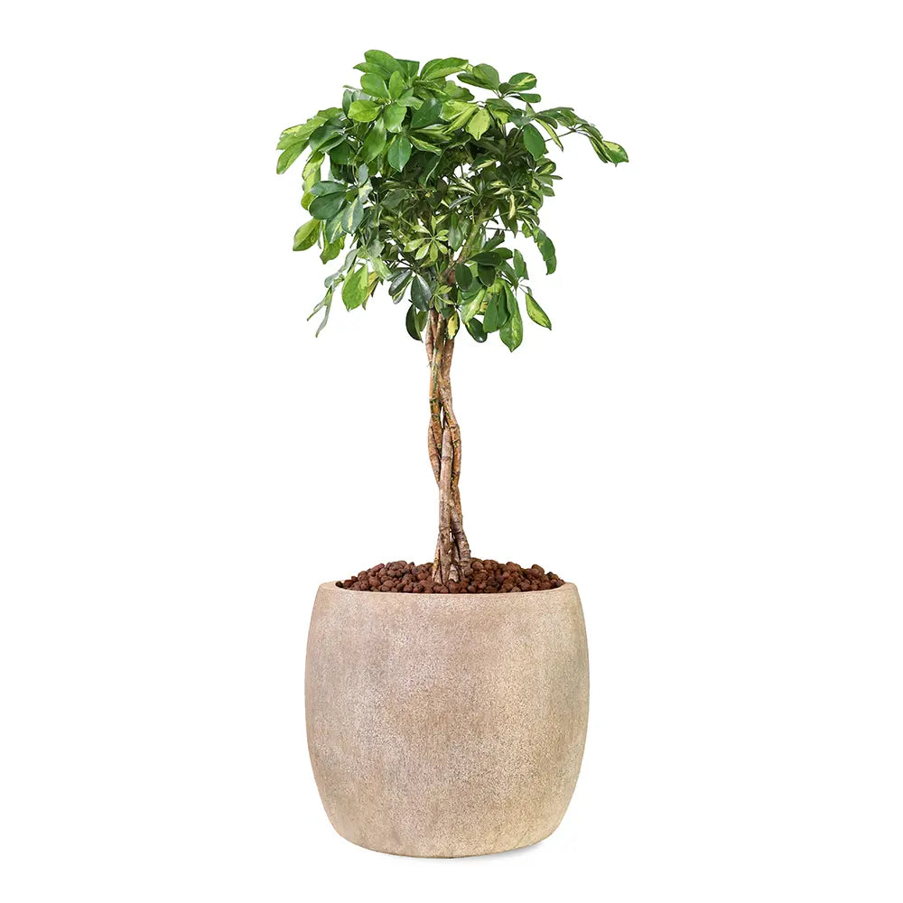 SCHEFFLERA COMPACTA IN BEIGE PLANTER