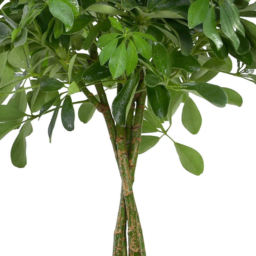 SCHEFFLERA COMPACTA IN BEIGE PLANTER