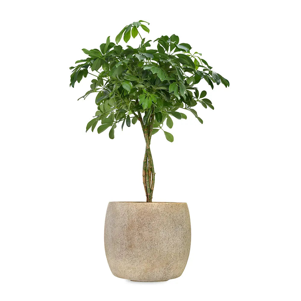 SCHEFFLERA COMPACTA IN BEIGE PLANTER
