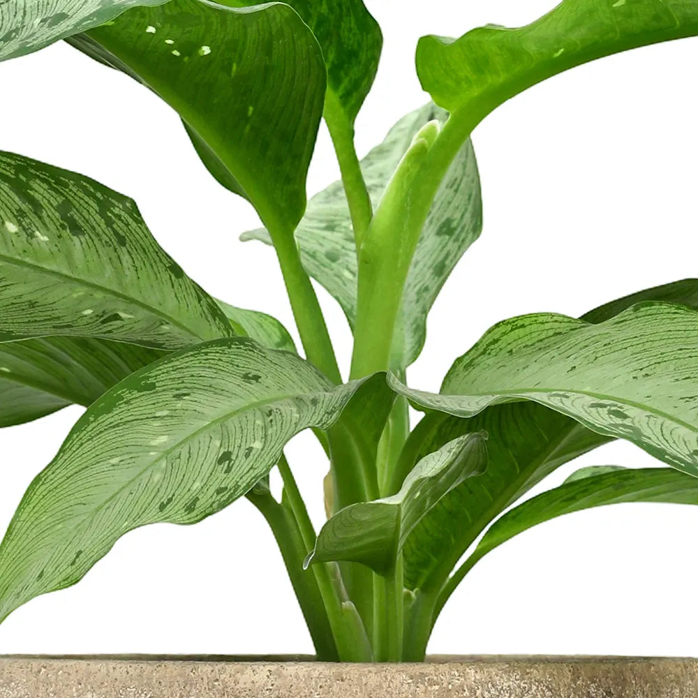DIEFFENBACHIA AMERICANO IN BEIGE PLANTER
