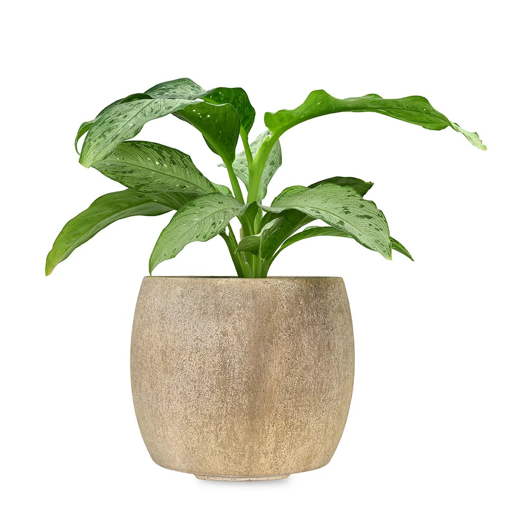 DIEFFENBACHIA AMERICANO IN BEIGE PLANTER