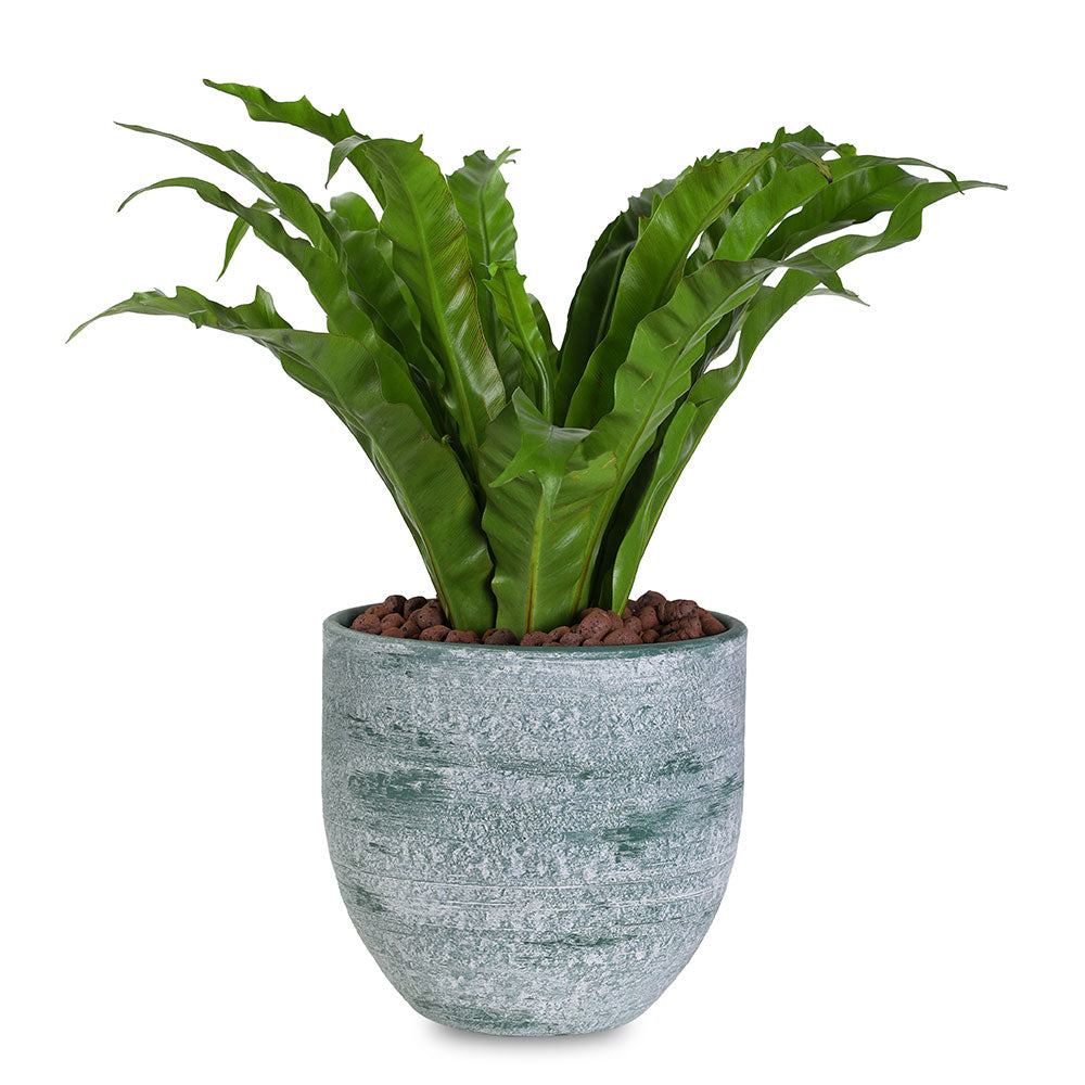 ASPLENIUM IN GREEN POT