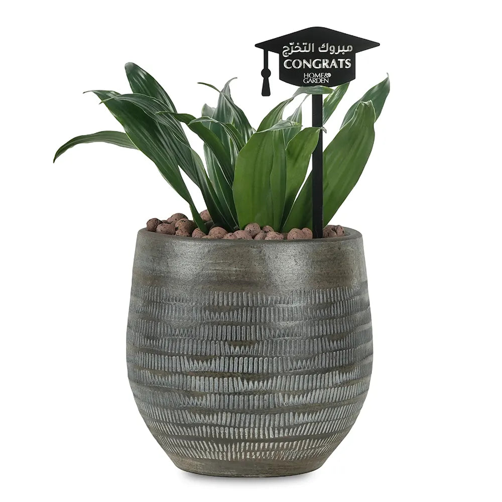 DRACAENA IN BLACK POT