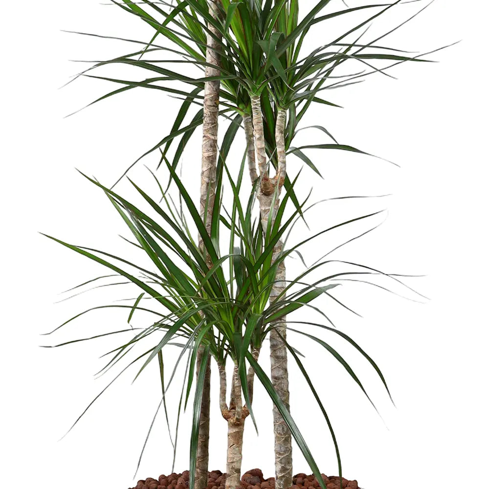 DRACAENA MARG IN GREY PLANTER