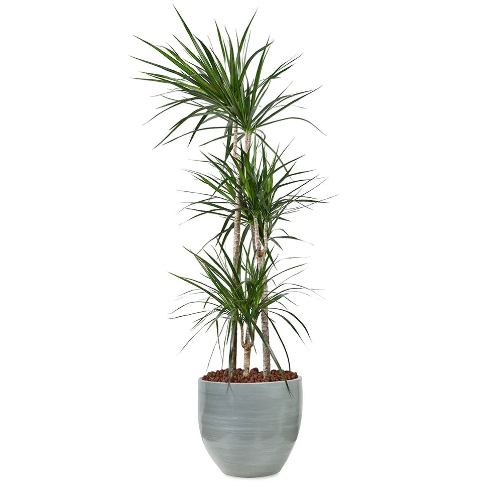 DRACAENA MARG IN GREY PLANTER