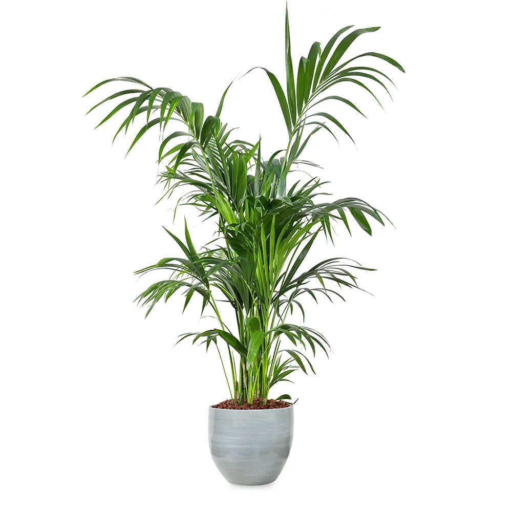 KENTIA PALM IN GREY PLANTER