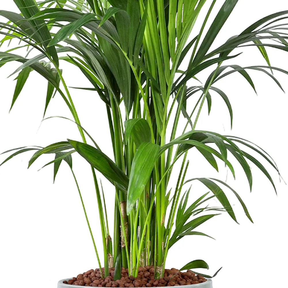 KENTIA PALM IN GREY PLANTER