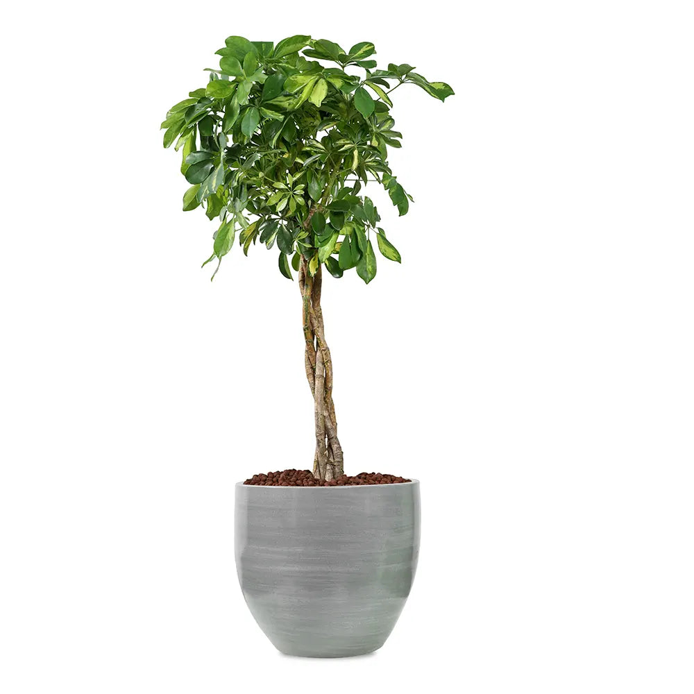 SCHEFFLERA COMPACTA IN GREY PLANTER