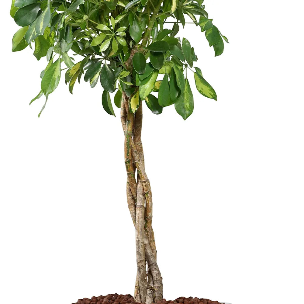 SCHEFFLERA COMPACTA IN GREY PLANTER