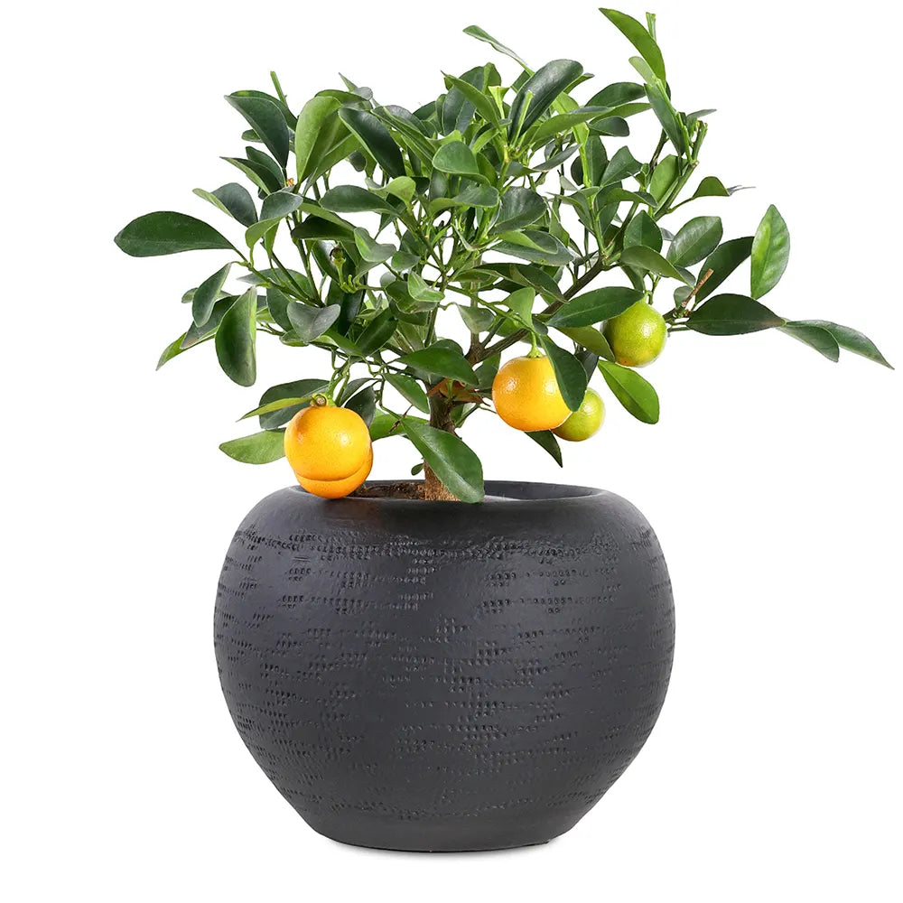 CITROFORTUNELLA IN BLACK CERAMIC POT