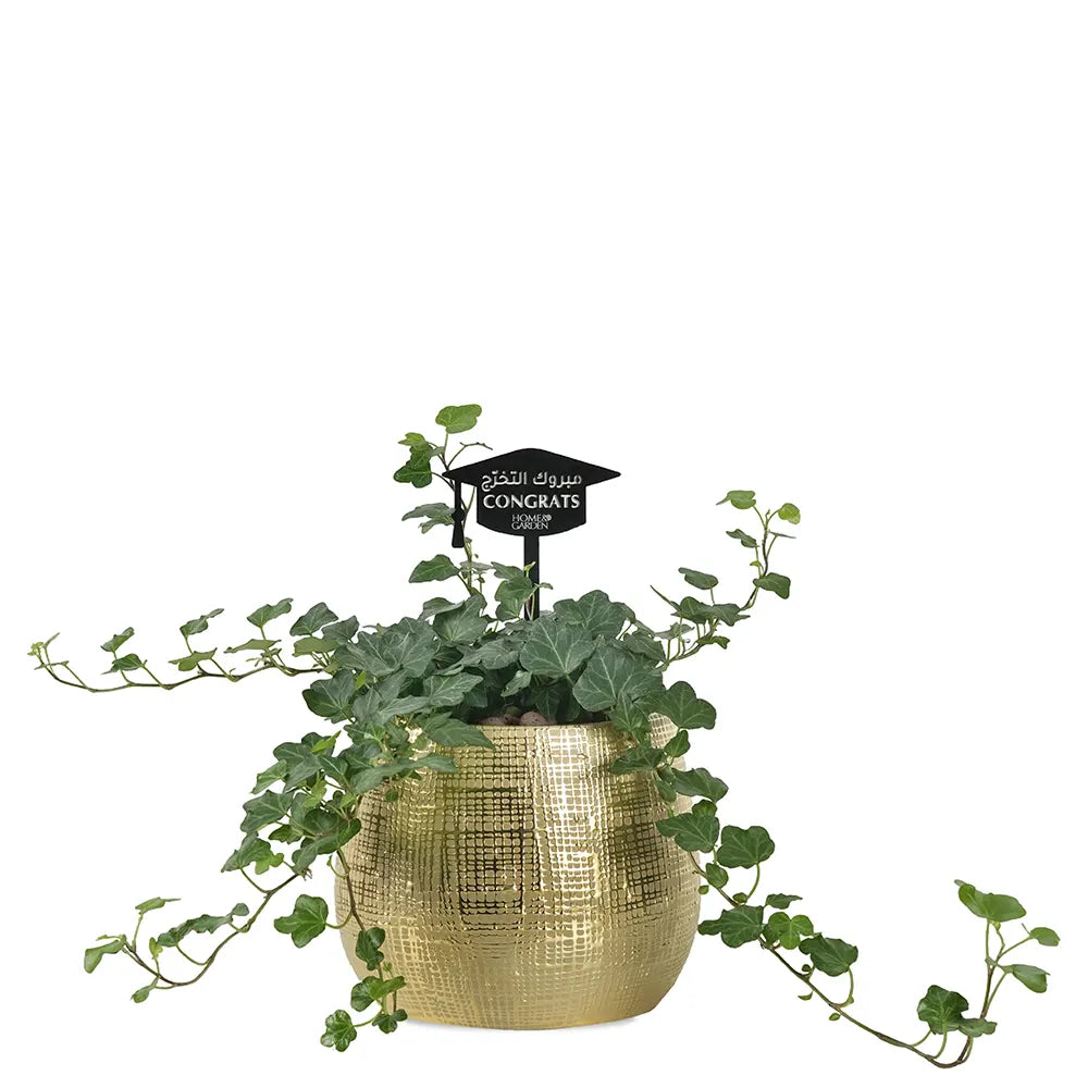 HEDERA HELIX IN GOLD POT