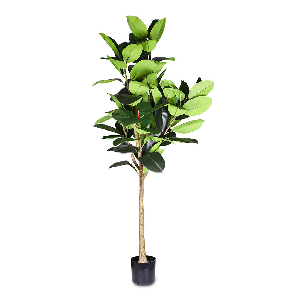 ARTIFICIAL FICUS ELASTICA PLANT - نبات فيكس المطاط الاصطناعي