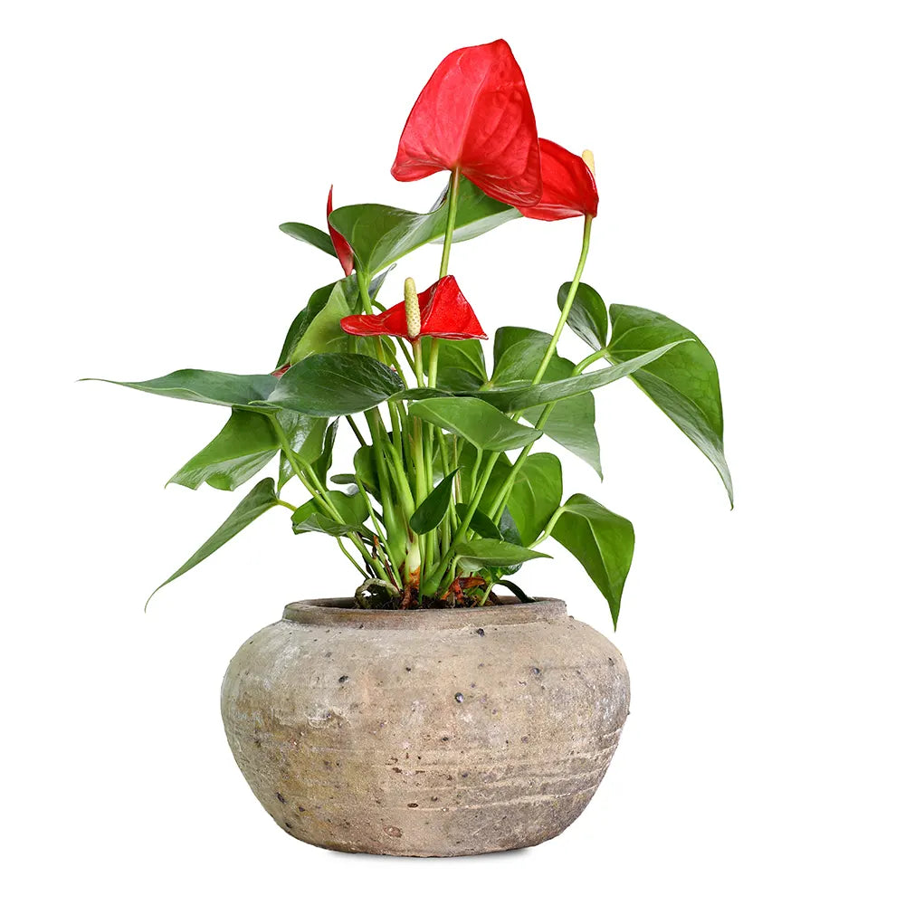 ANTHURIUM IN ANTIQUE BROWN POT