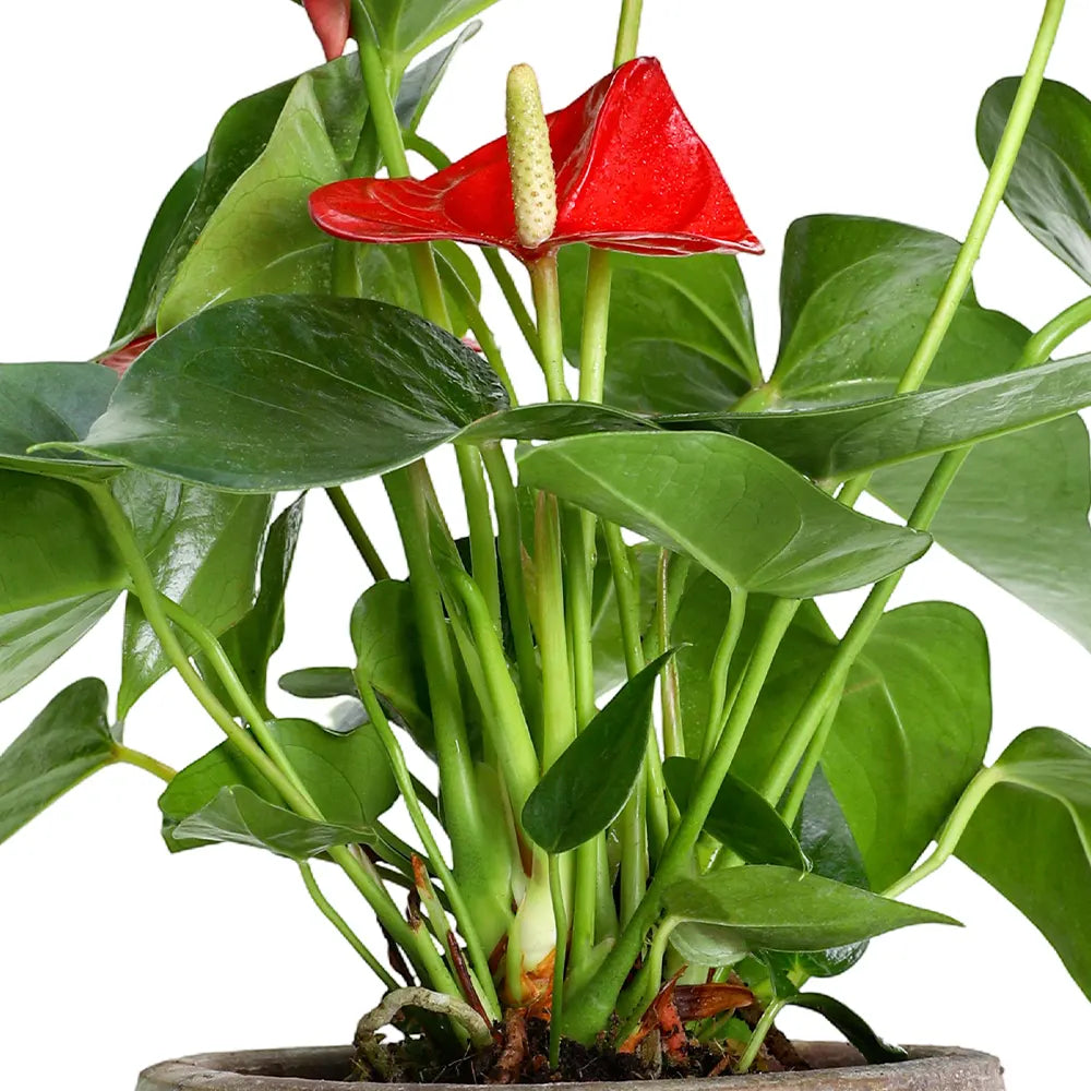 ANTHURIUM IN ANTIQUE BROWN POT