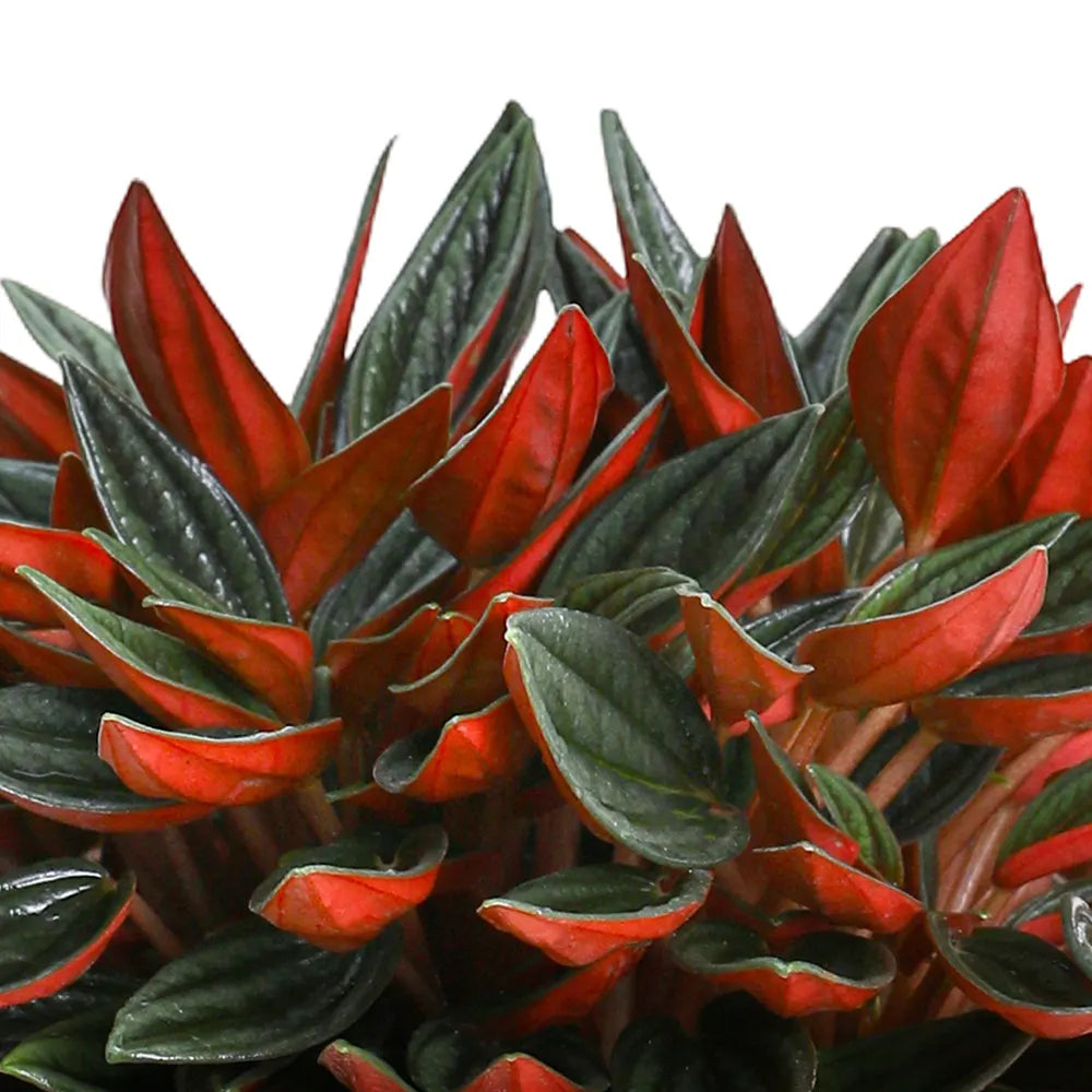 PEPEROMIA IN ANTIQUE BROWN POT