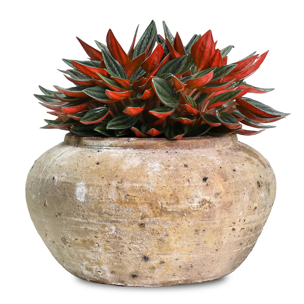 PEPEROMIA IN ANTIQUE BROWN POT