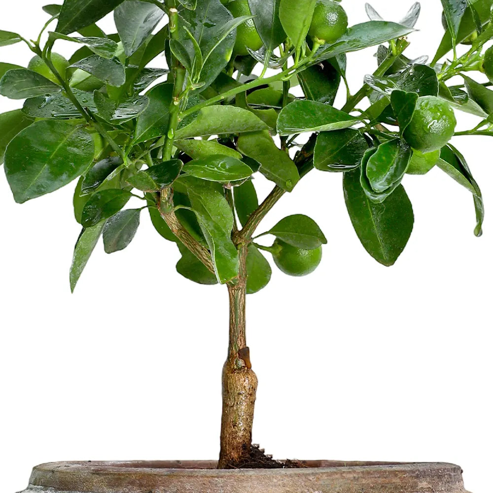 CITROFORTUNELLA IN ANTIQUE BROWN POT