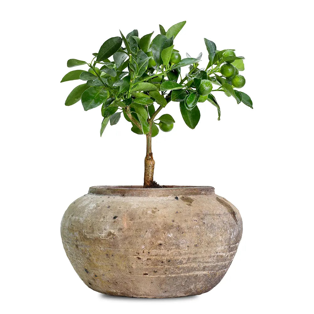 CITROFORTUNELLA IN ANTIQUE BROWN POT