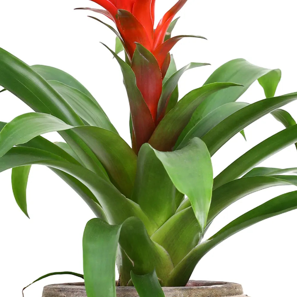 GUZMANIA IN ANTIQUE BROWN POT