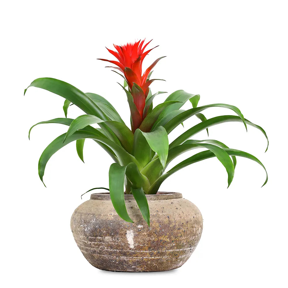 GUZMANIA IN ANTIQUE BROWN POT