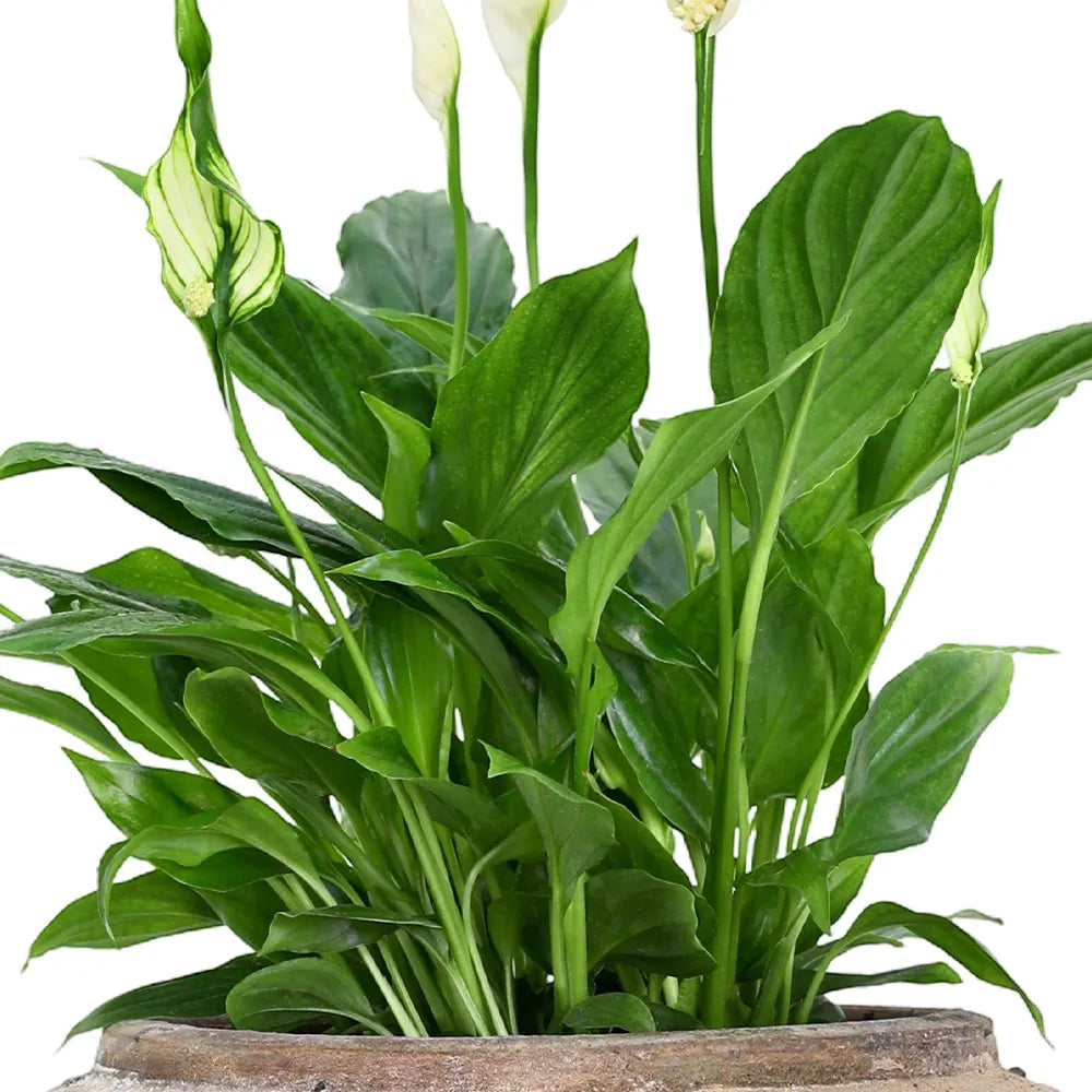 SPATHIPHYLLUM IN ANTIQUE BROWN POT
