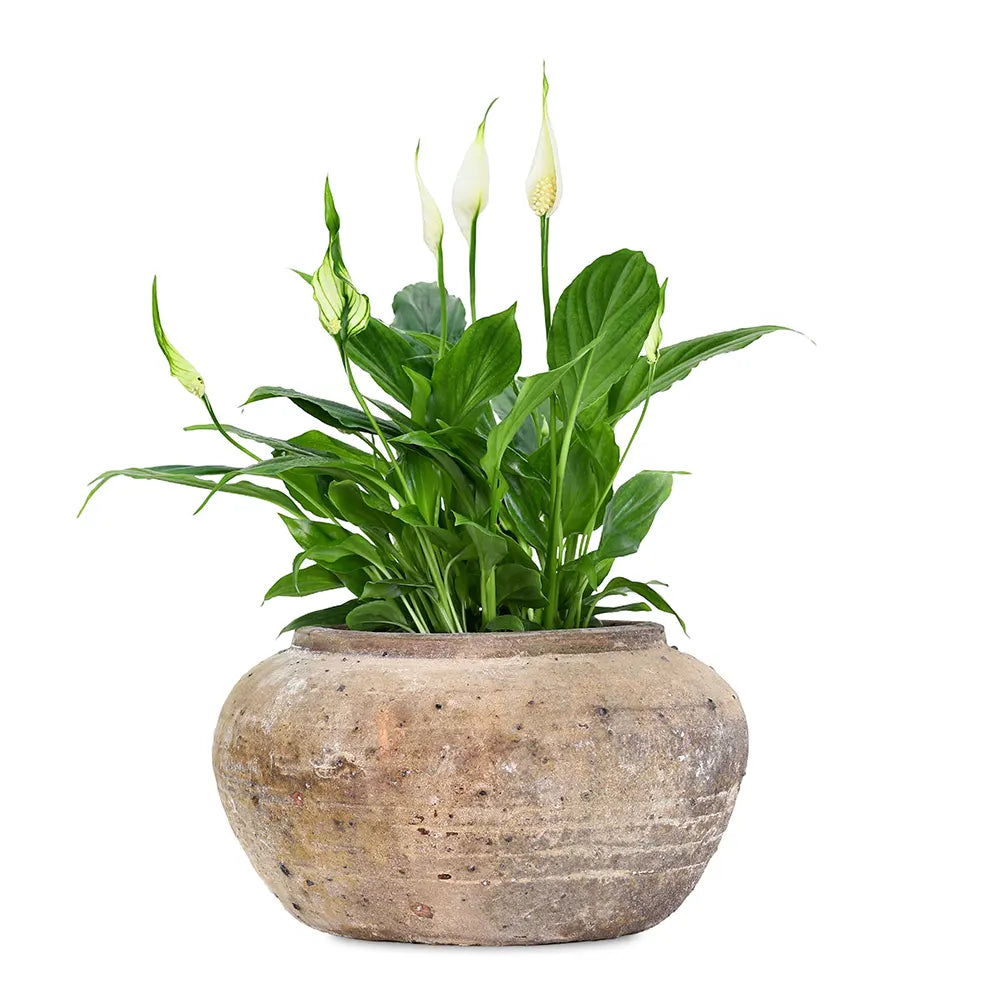 SPATHIPHYLLUM IN ANTIQUE BROWN POT