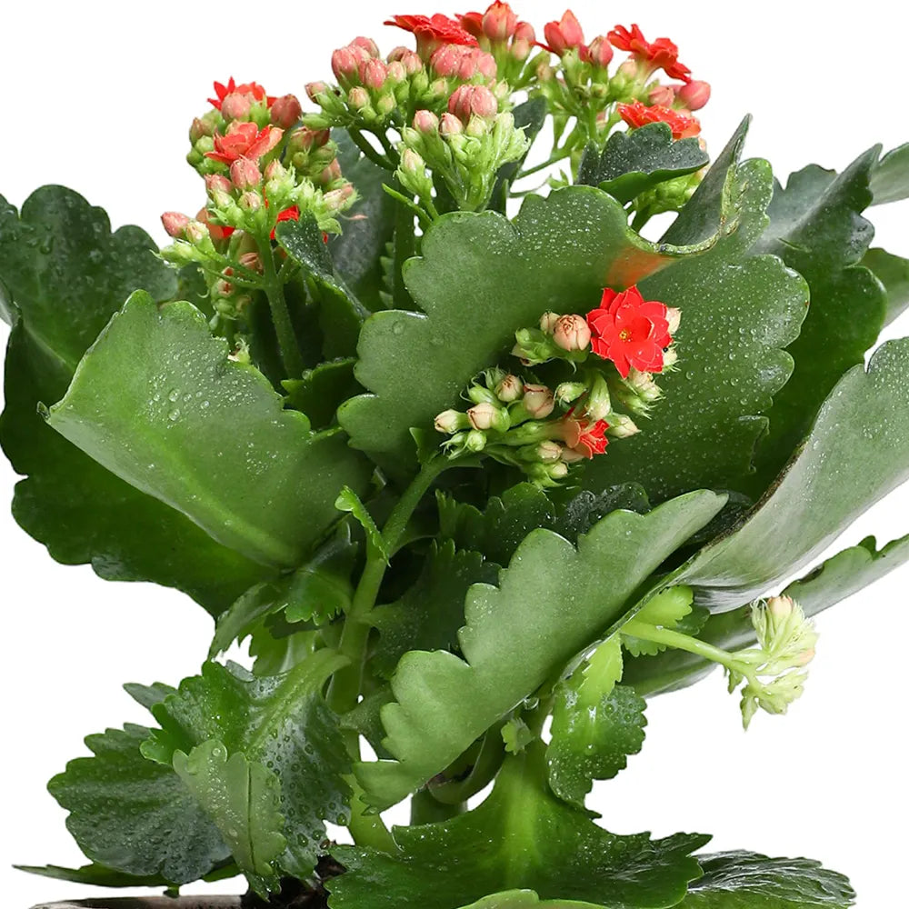 KALANCHOE IN ANTIQUE BROWN POT