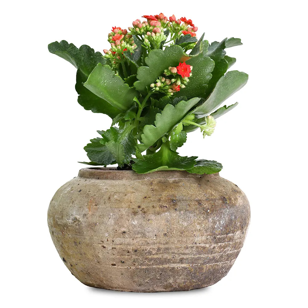 KALANCHOE IN ANTIQUE BROWN POT