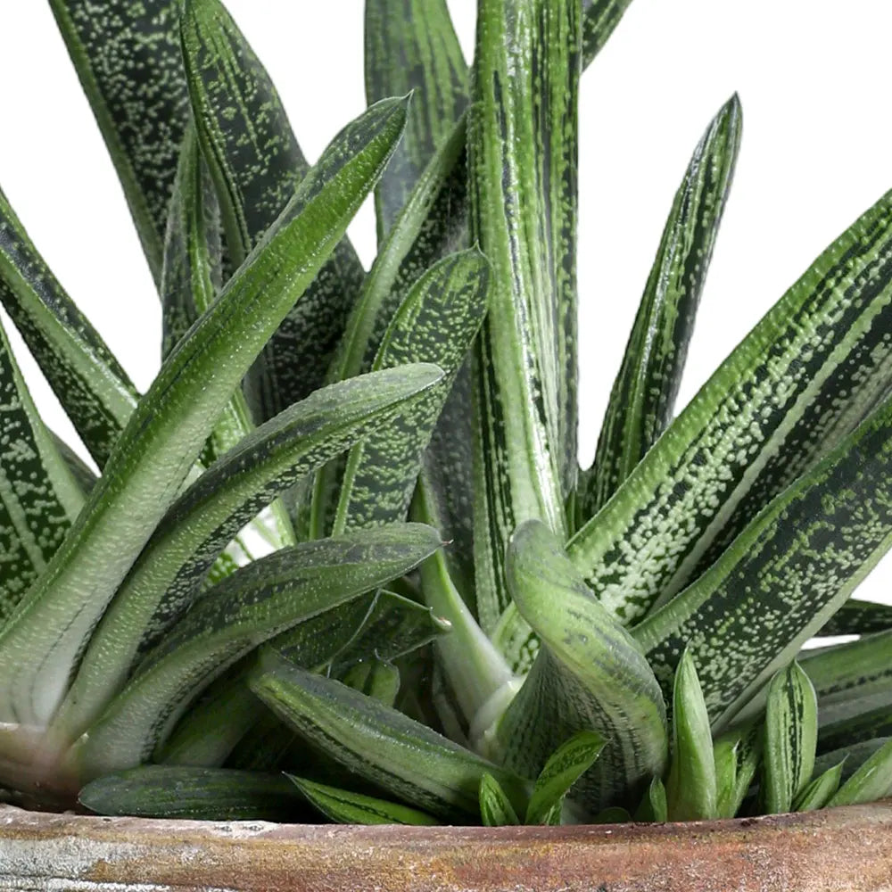ALOE IN ANTIQUE BROWN POT