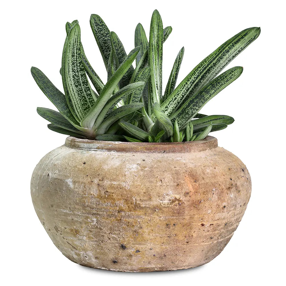 ALOE IN ANTIQUE BROWN POT