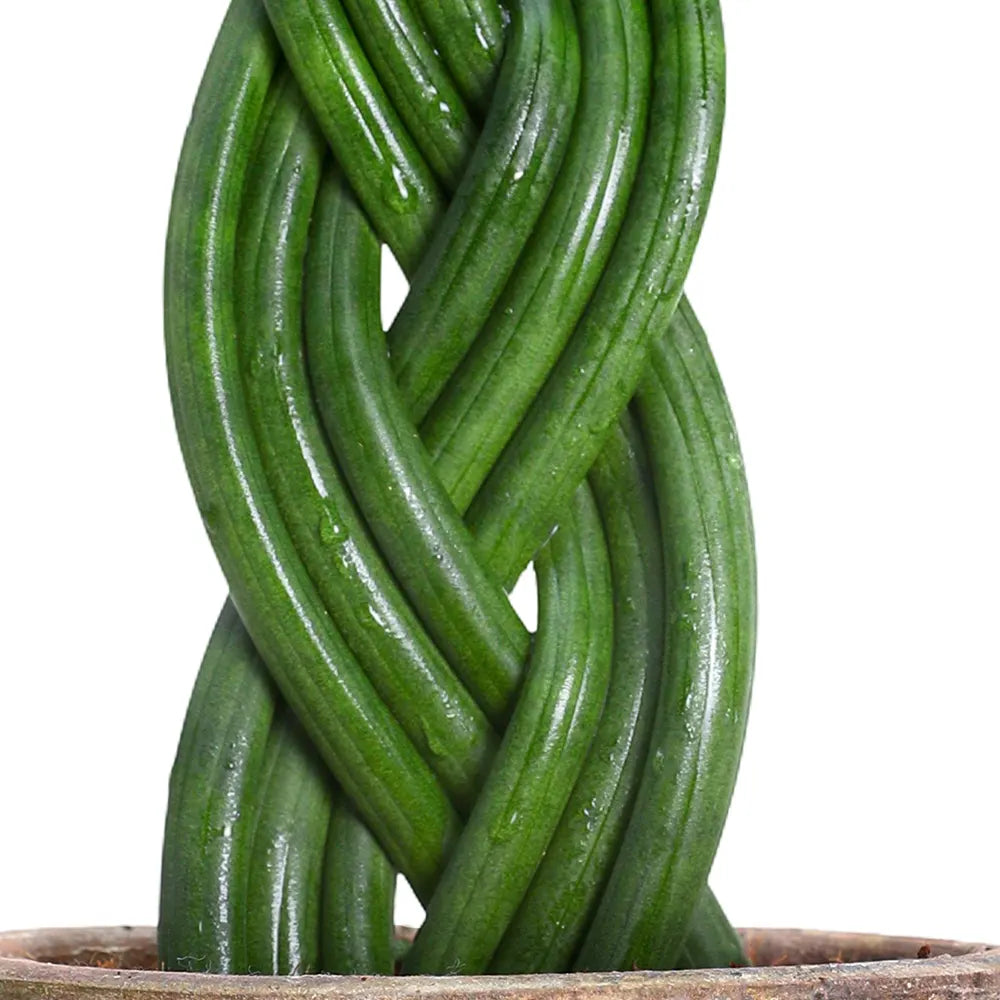 SANSEVIERIA CYLINDRICA IN ANTIQUE BROWN POT