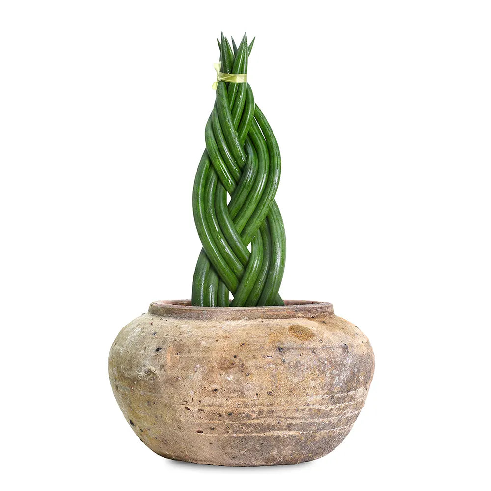 SANSEVIERIA CYLINDRICA IN ANTIQUE BROWN POT