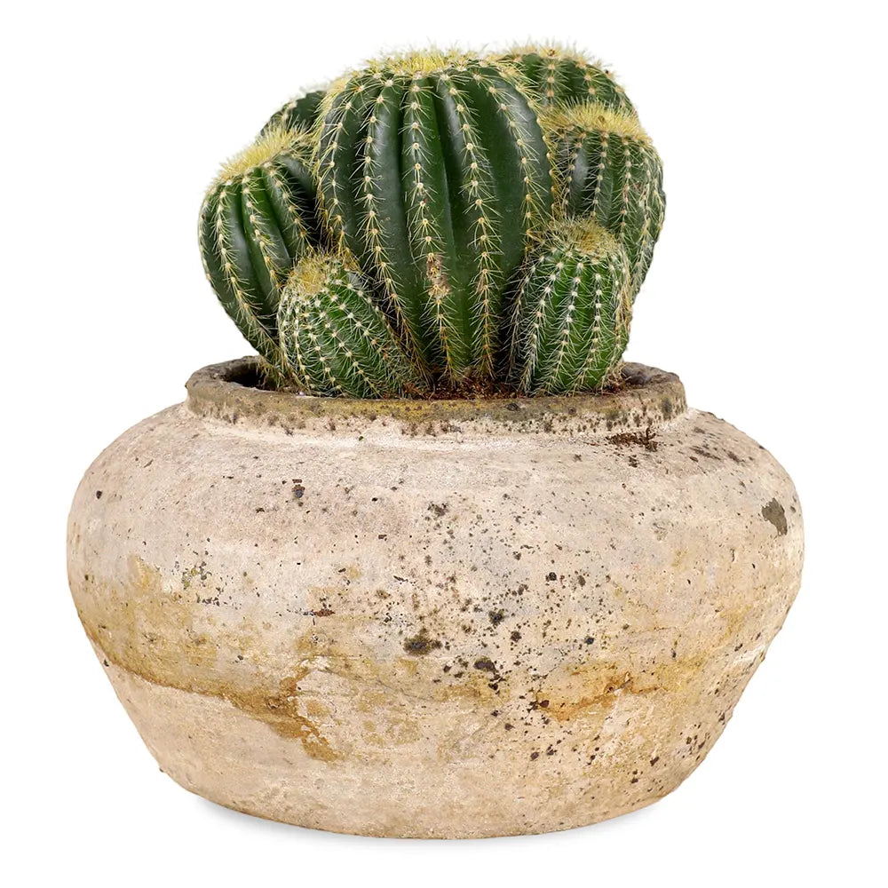 CACTUS IN BEIGE CERAMIC POT