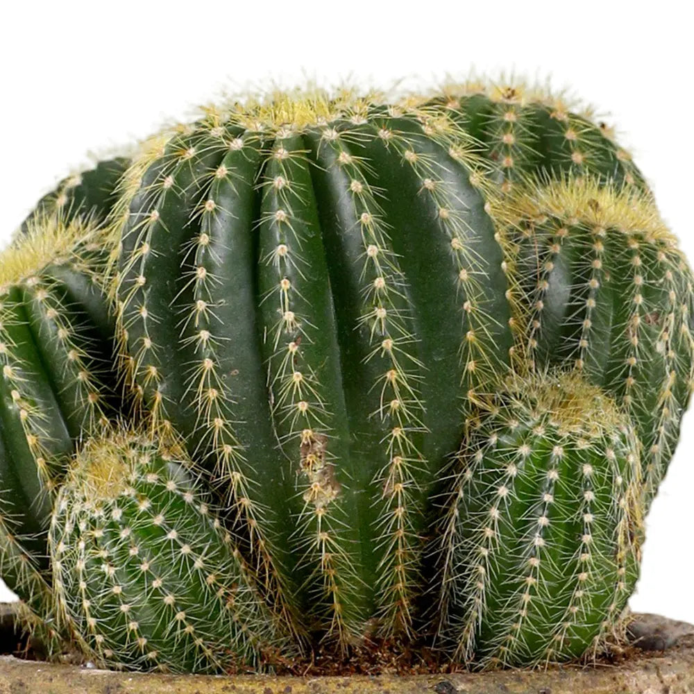 CACTUS IN BEIGE CERAMIC POT