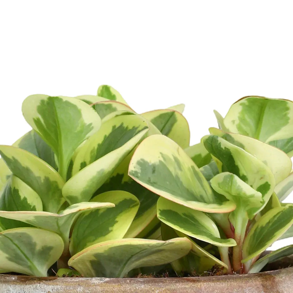 PEPEROMIA IN ANTIQUE BROWN POT