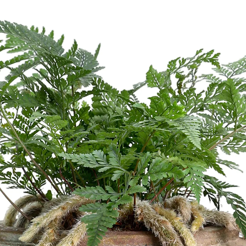 HUMATA TYERMANNII IN ANTIQUE BROWN POT