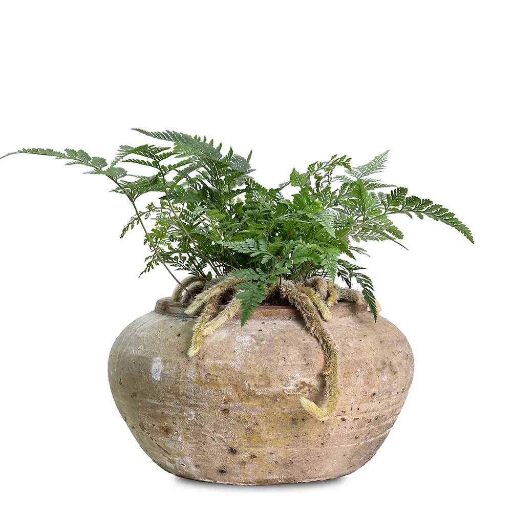 HUMATA TYERMANNII IN ANTIQUE BROWN POT