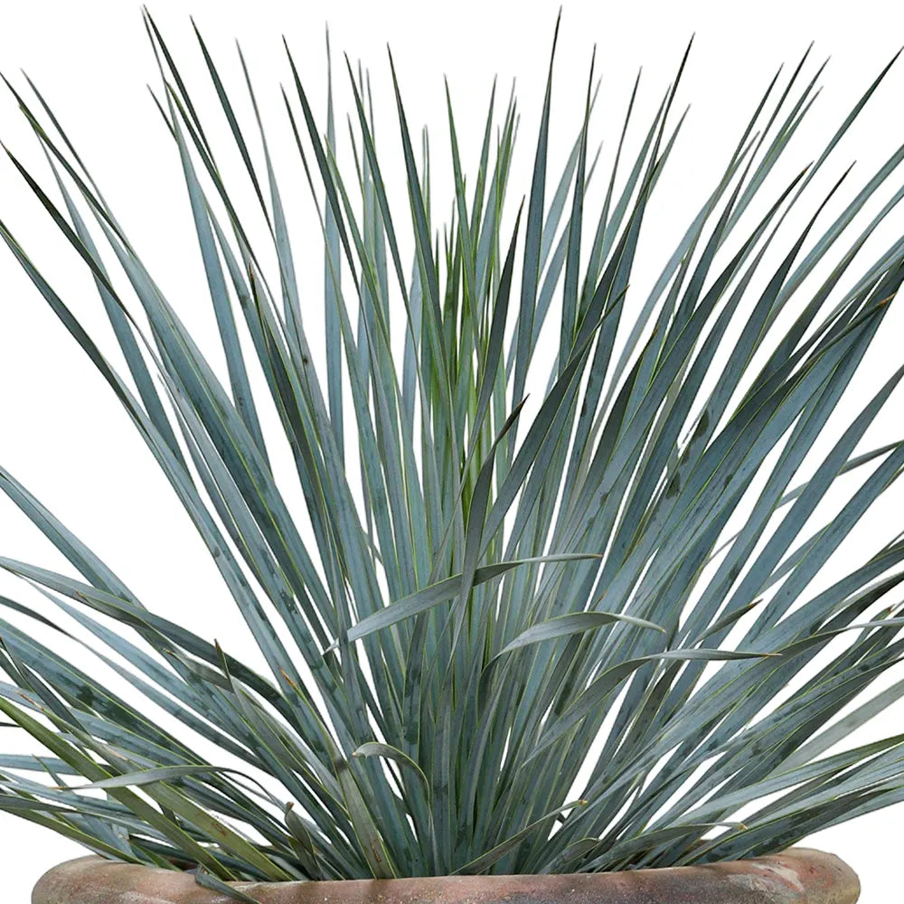 يوكا روستراتا في حوض سيراميك عتيق - ارتفاع 100 سم