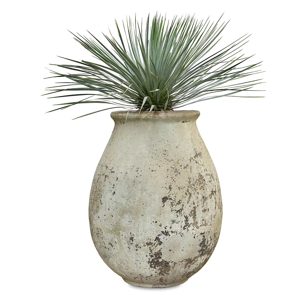 يوكا روستراتا في حوض سيراميك عتيق - ارتفاع 110 سم