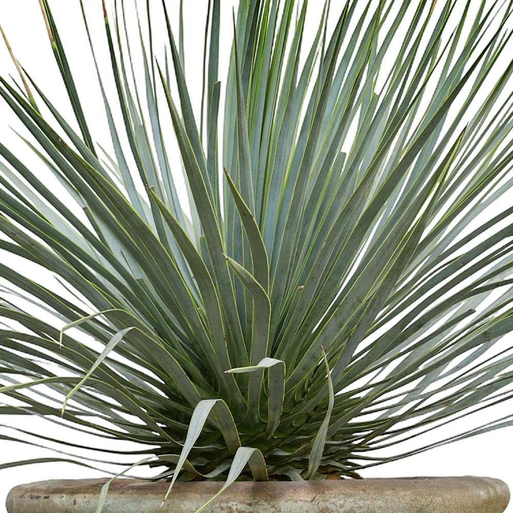 يوكا روستراتا في حوض سيراميك عتيق - ارتفاع 110 سم