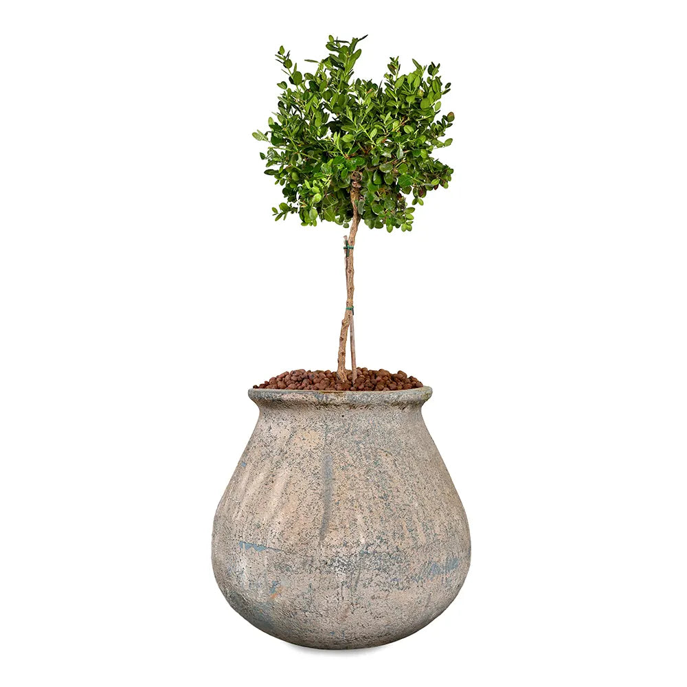 CARISSA MACROCARPA IN GELEEN AQUA BLUE CERAMIC PLANTER