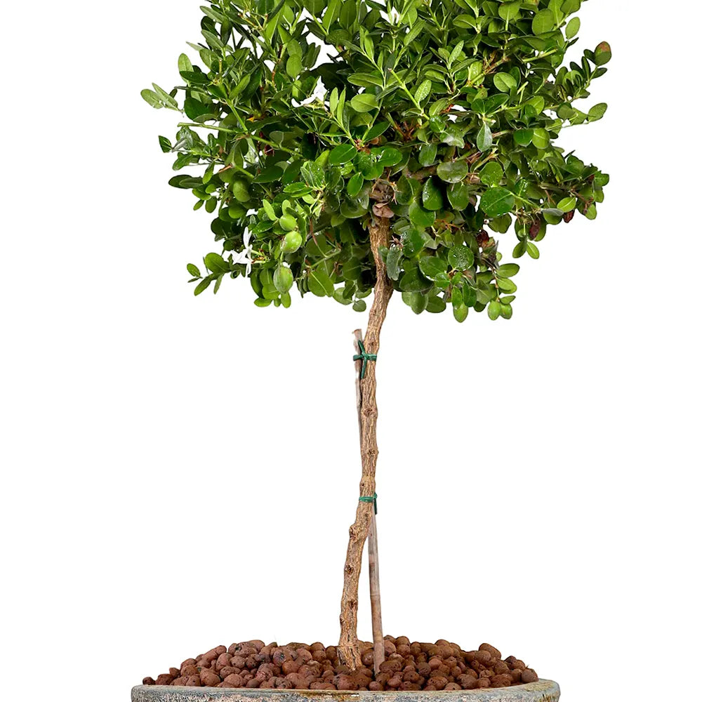 CARISSA MACROCARPA IN GELEEN AQUA BLUE CERAMIC PLANTER