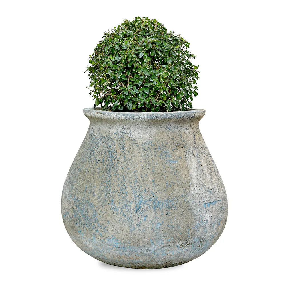 يوكا روستراتا في حوض سيراميك عتيق - ارتفاع 110 سم