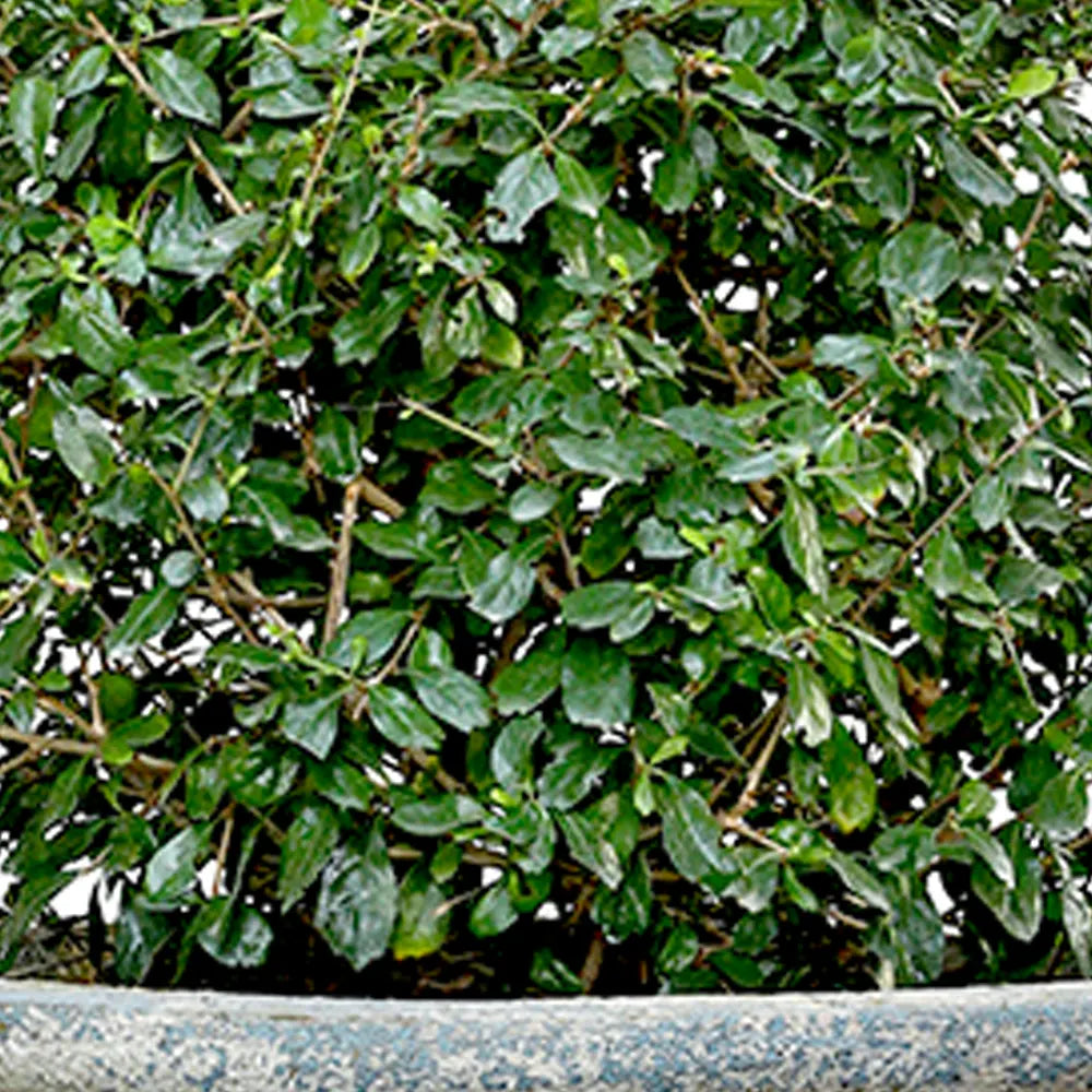 يوكا روستراتا في حوض سيراميك عتيق - ارتفاع 110 سم