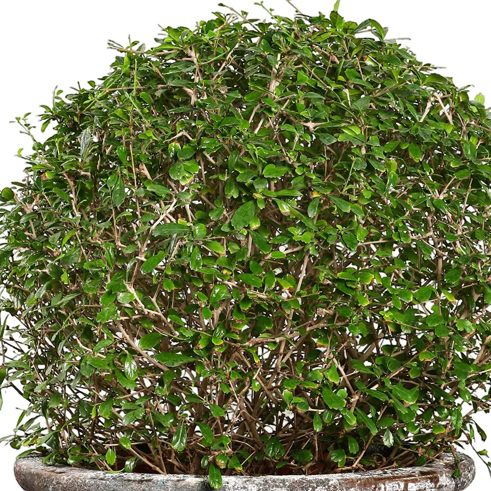 CARMONA IN GELEEN GREEN CERAMIC PLANTER