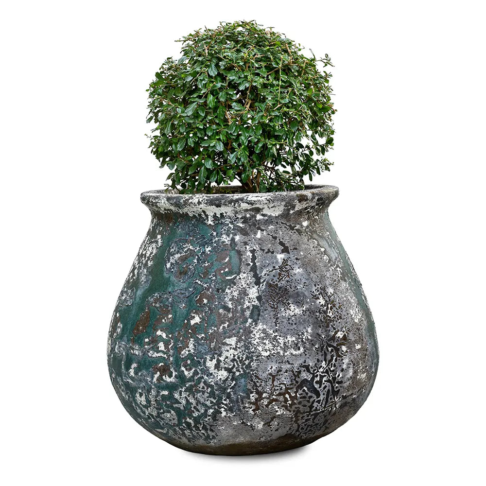 يوكا روستراتا في حوض سيراميك عتيق - ارتفاع 110 سم